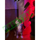 Loshall Tag MFi Sertifikalı Apple Find My Özellikli Kayıp Eşya Bulucu Loshall Tag MFi Sertifikalı Apple Find My Özellikli Kayıp Eşya Bulucu